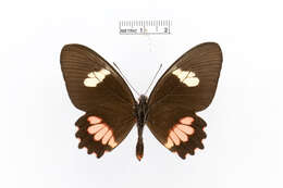 صورة Parides eurimedes (Stoll 1782)