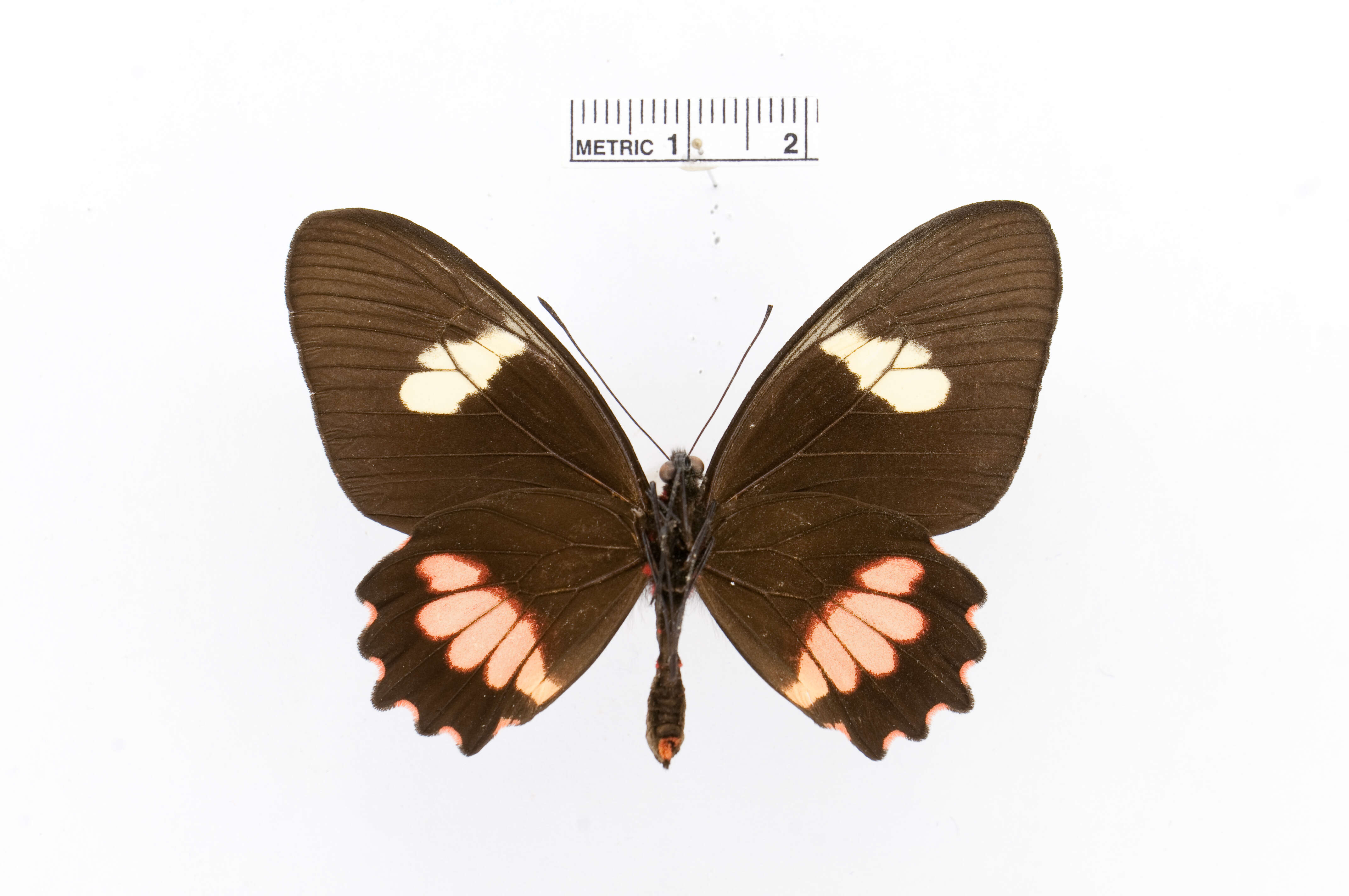 Image of Parides eurimedes (Stoll 1782)