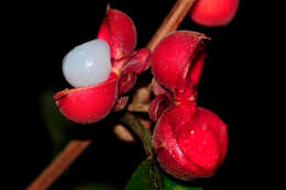 Image of Dilleniaceae