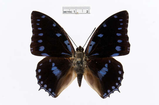 Image of Charaxes ameliae Doumet 1861