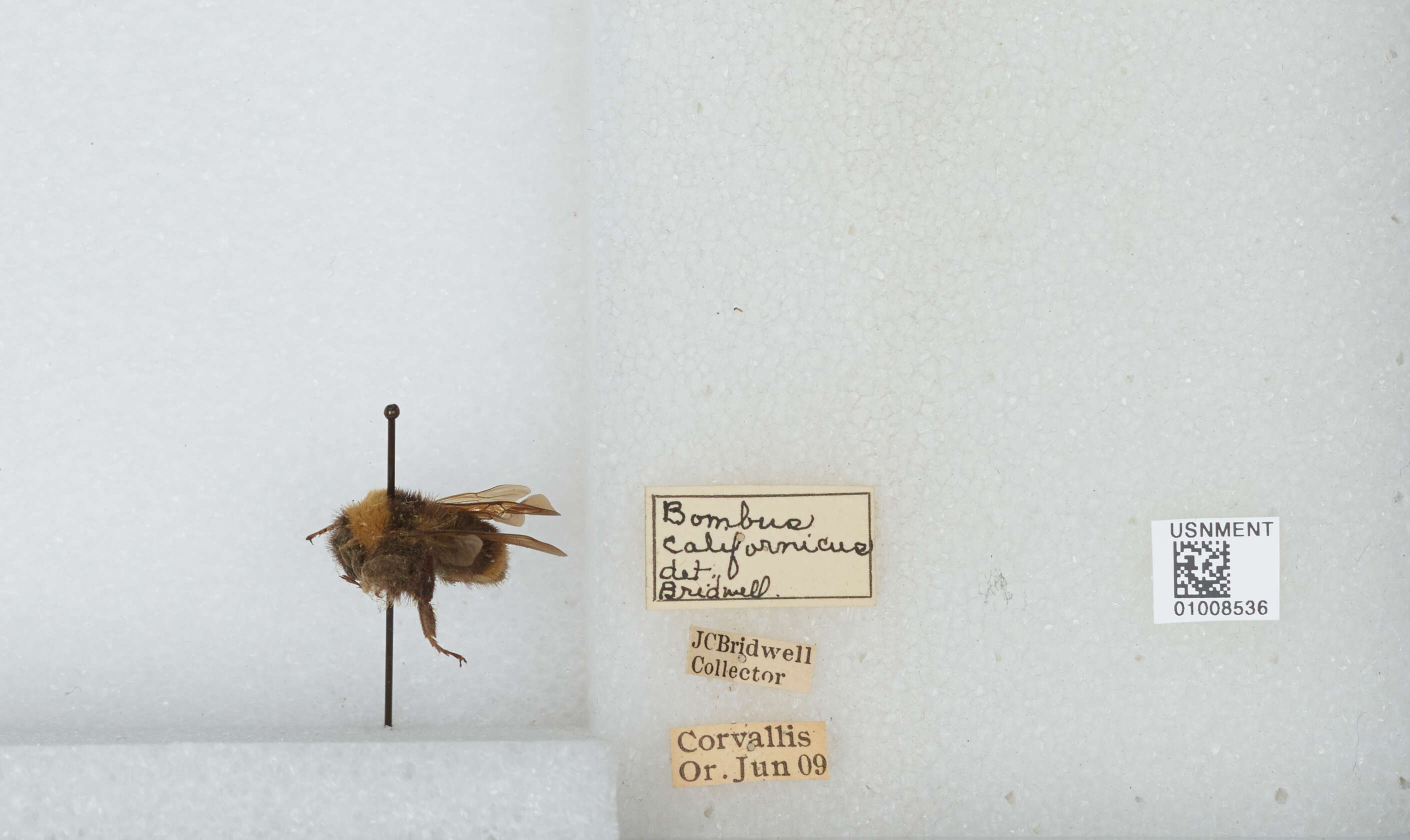 Imagem de Bombus californicus Smith 1854