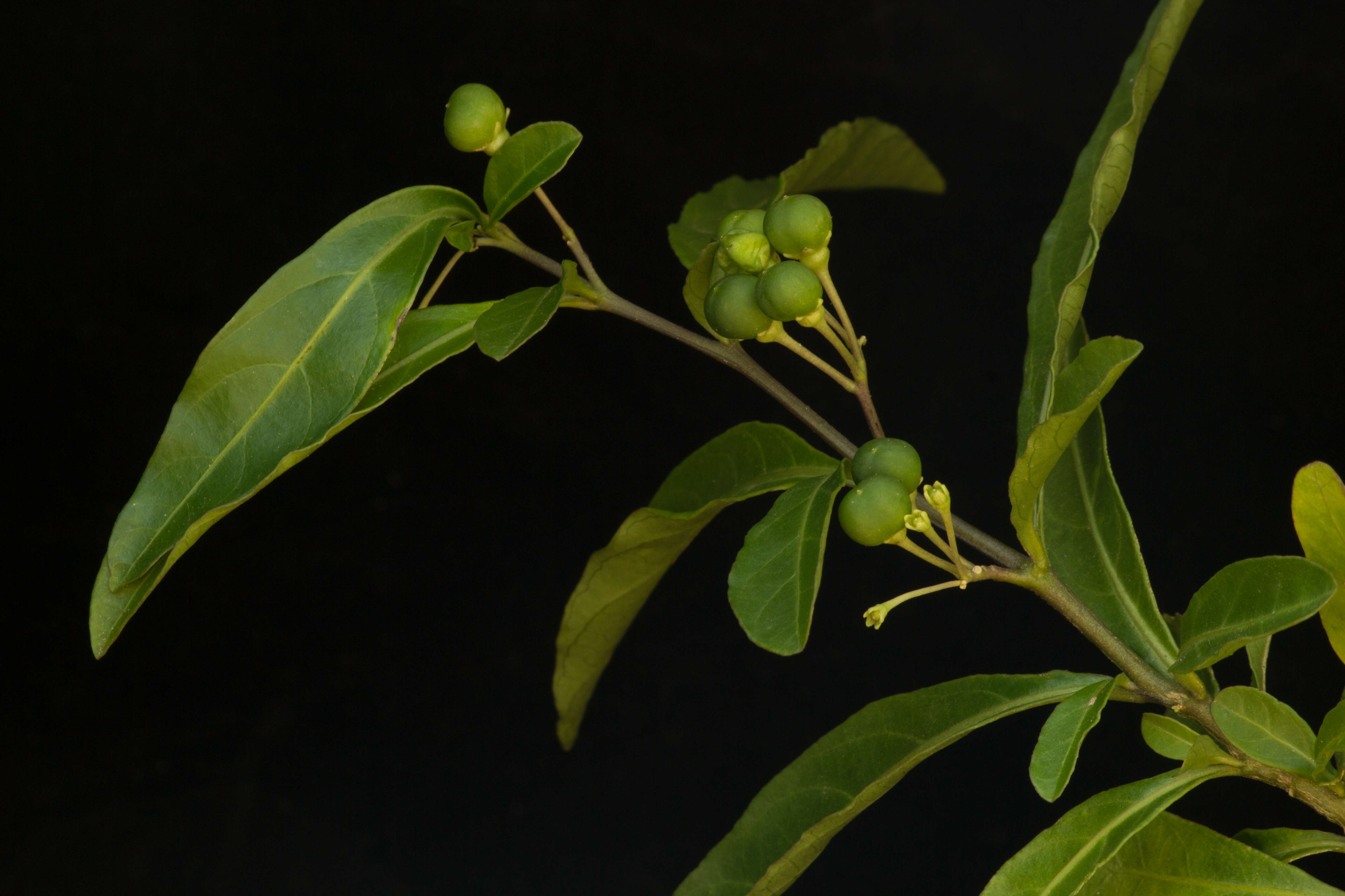 Image of twoleaf nightshade