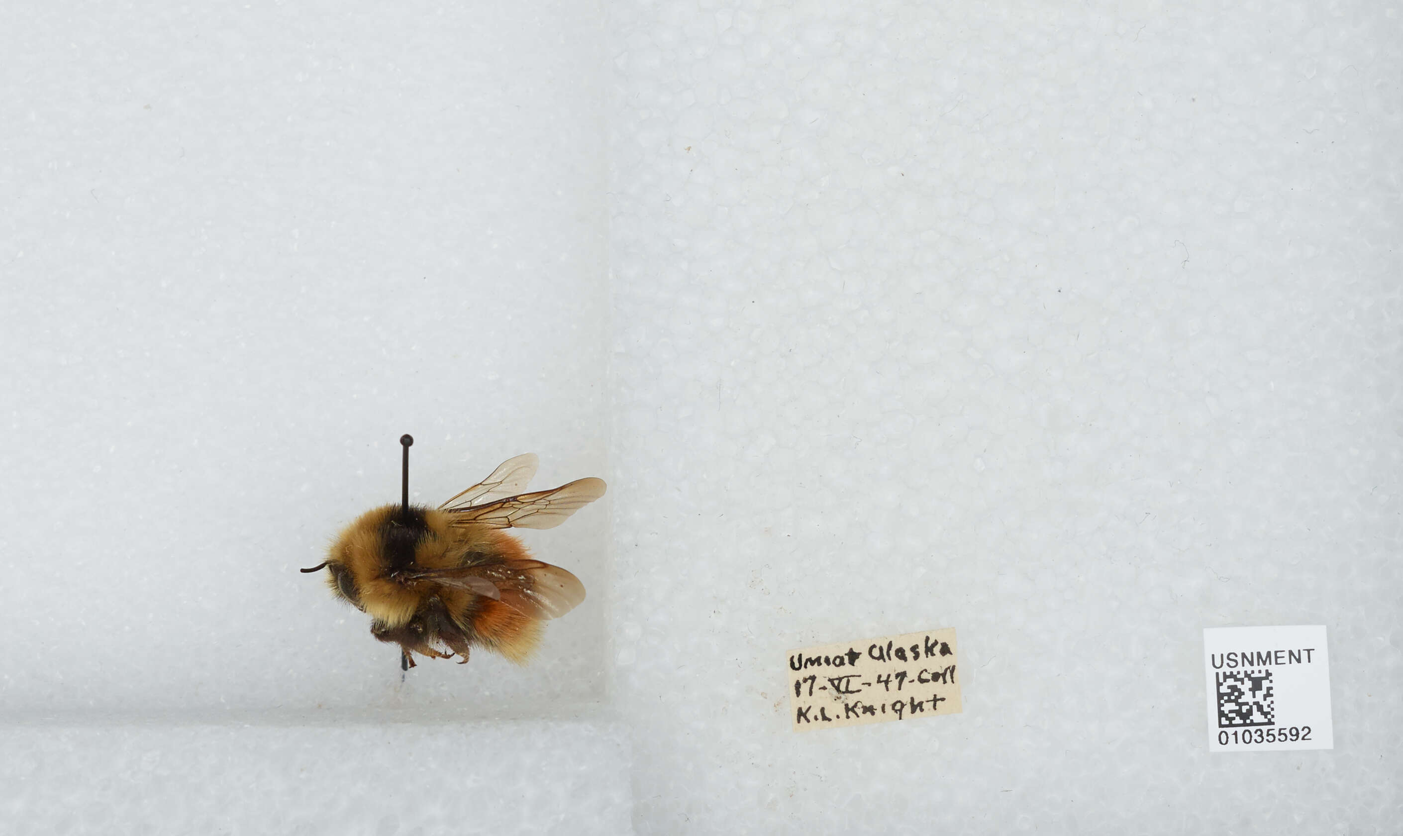 Image de Bombus sylvicola Kirby 1837