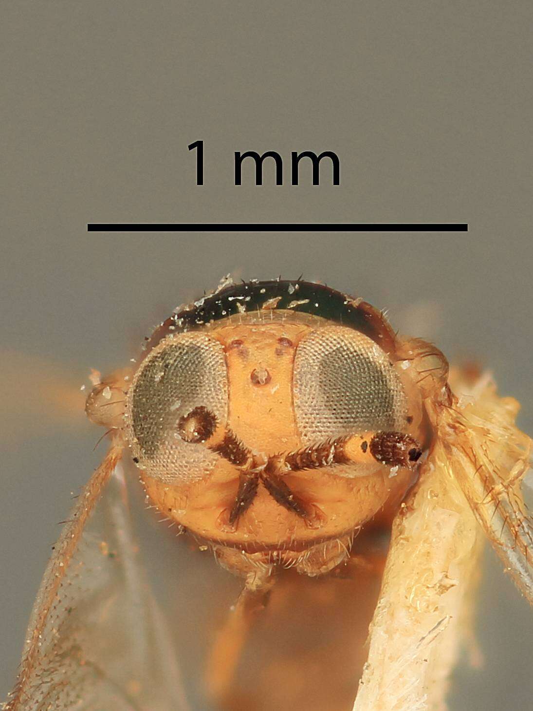 Image of Microterys sylvius (Dalman 1820)