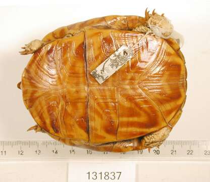 Image of Ornate Box Turtle