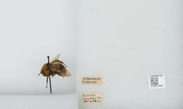 Imagem de Bombus californicus Smith 1854