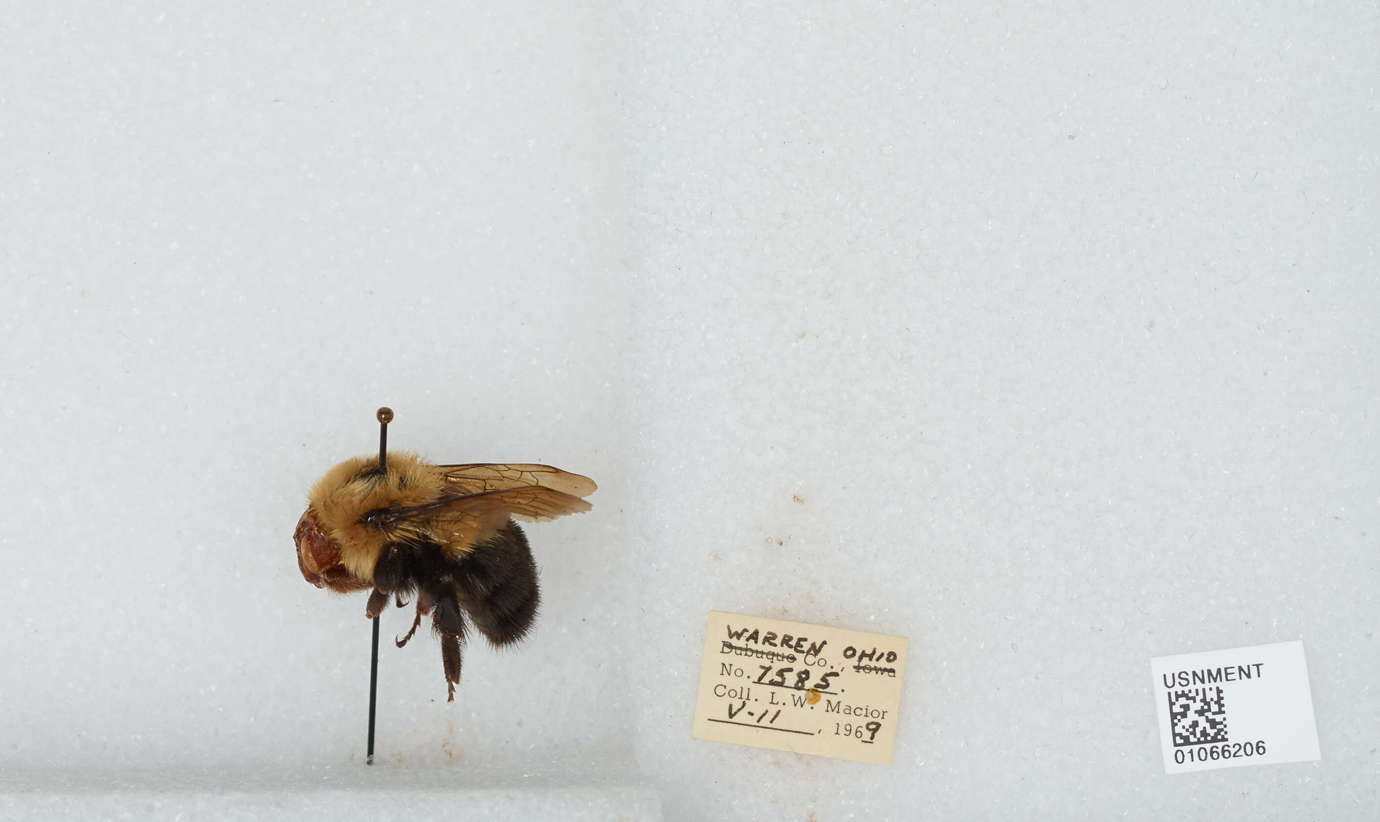 صورة Bombus bimaculatus Cresson 1864