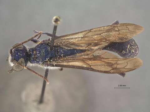 Image of Chalybion lividum Hensen 1988