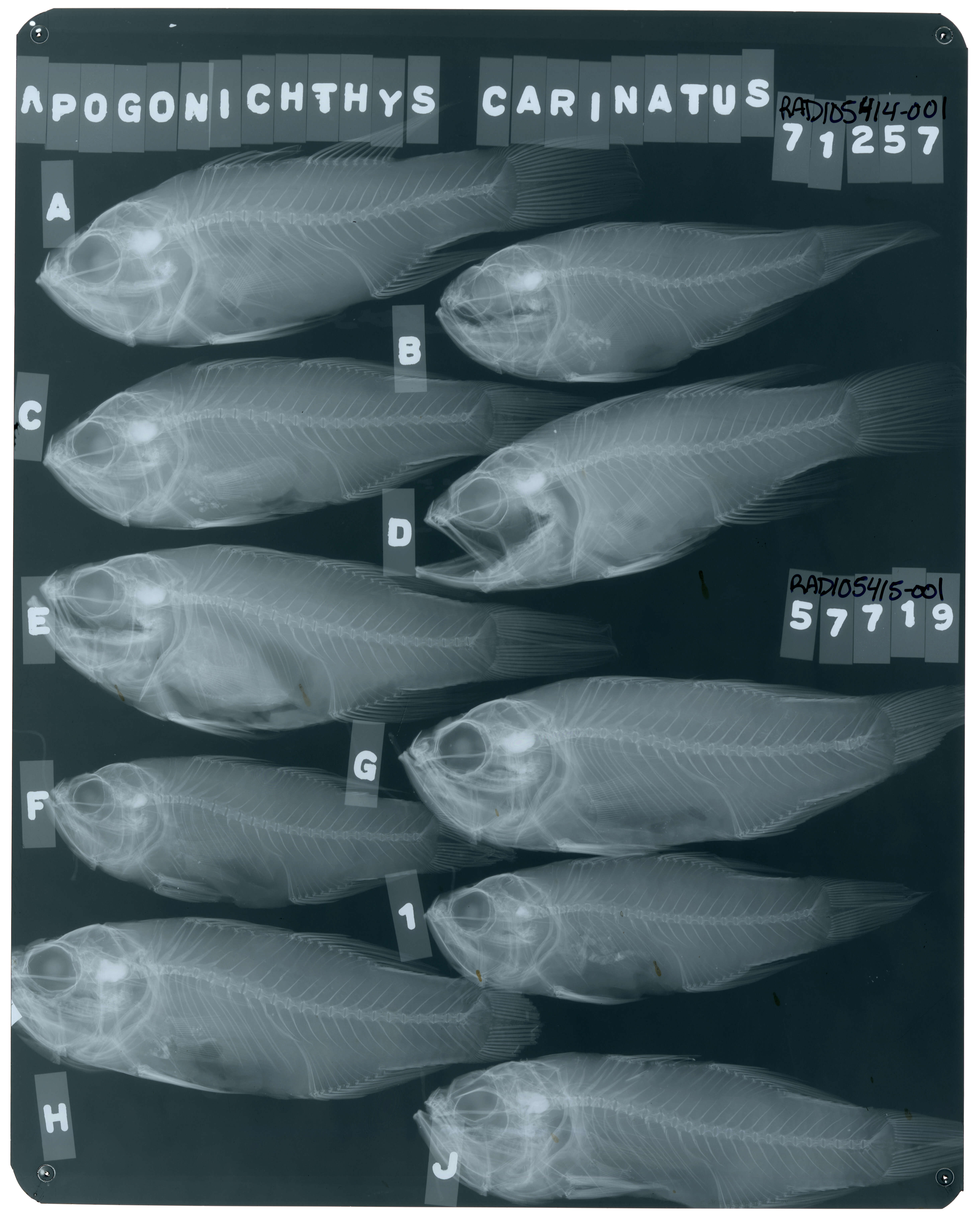 Image of Backspot cardinalfish