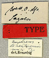 Image of Emphreus lineatipennis Breuning 1950