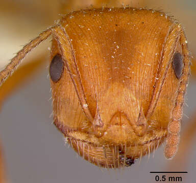 Image of California Harvester Ant