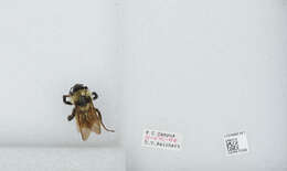 صورة Bombus bimaculatus Cresson 1864