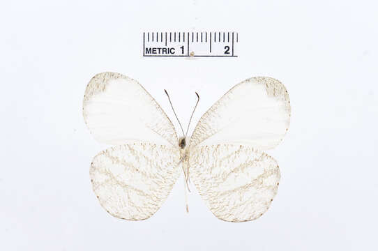 Image of Leptosia marginea (Mabille 1890)