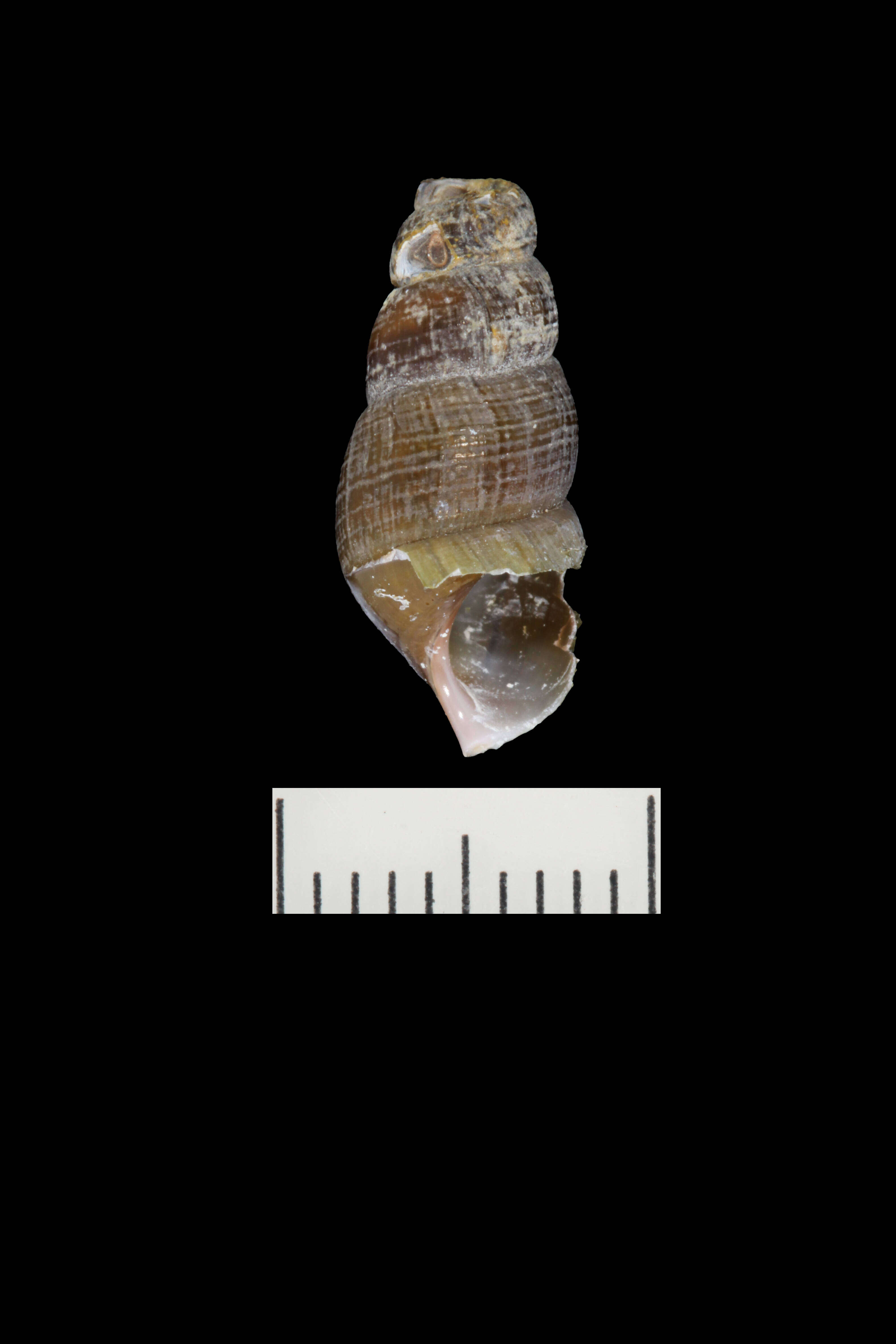 Image of Juga plicifera (I. Lea 1838)