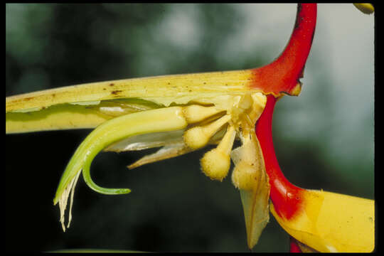 Image of Heliconia robertoi Abalo & G. Morales