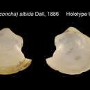 Image of Cetomya albida (Dall 1886)
