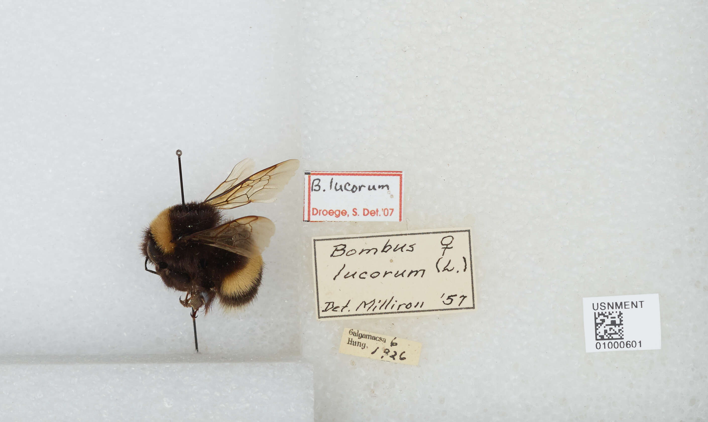 Image of White-tailed bumblebee