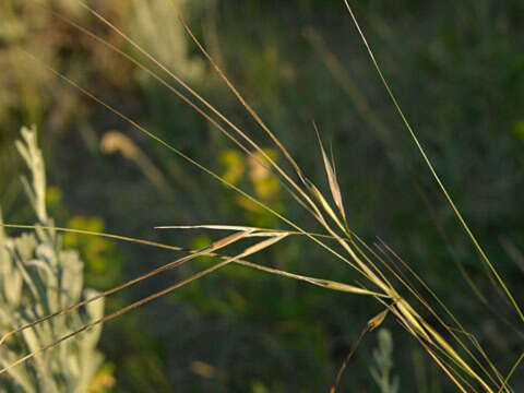 Sivun Stipa comata Trin. & Rupr. kuva