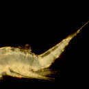 Image of Ectinosoma Boeck 1865