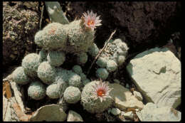 Image of Lee pincushion cactus
