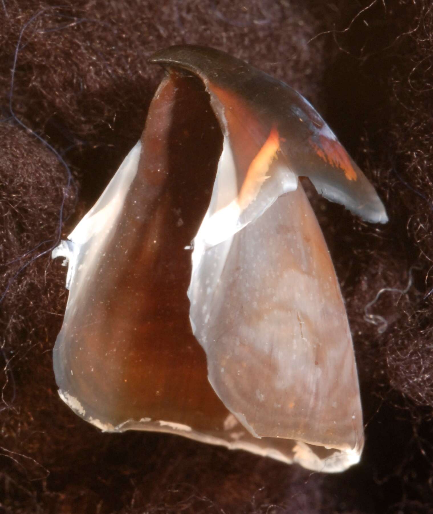 Image of Grimpoteuthis boylei Collins 2003