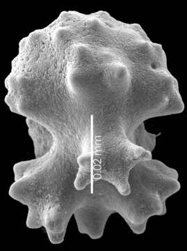 Image of Pleurocorallium niveum (Bayer 1956)