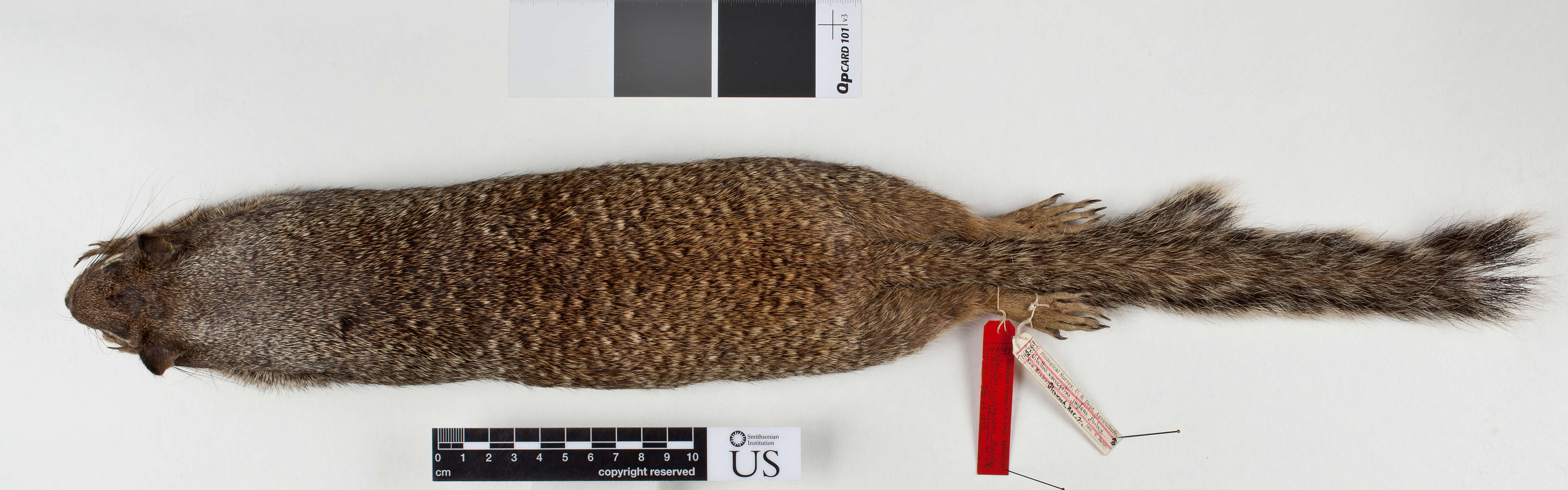 صورة Otospermophilus variegatus grammurus (Say 1823)