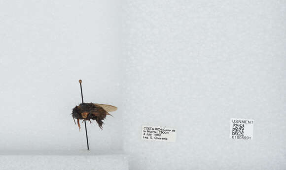 Image of Bombus ephippiatus Say 1837