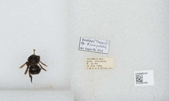 Image of Bombus pullatus Franklin 1913