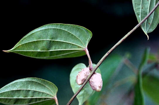 Image of bulbous yam