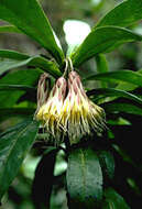 Image of Kauai Island-Aster