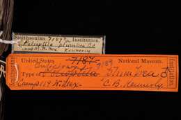 Image of Polioptila melanura lucida Van Rossem 1931