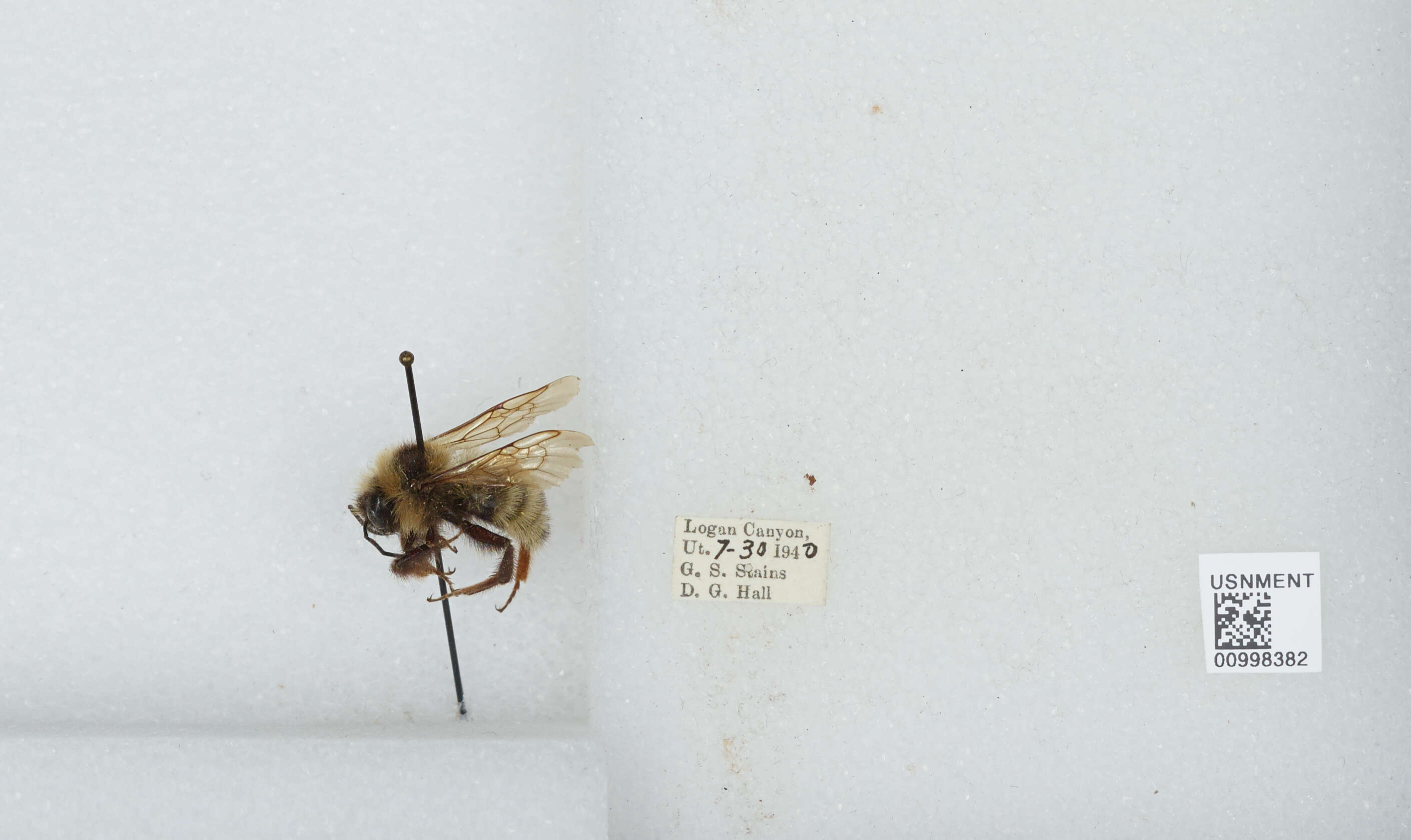 Image de Bombus insularis (Smith 1861)