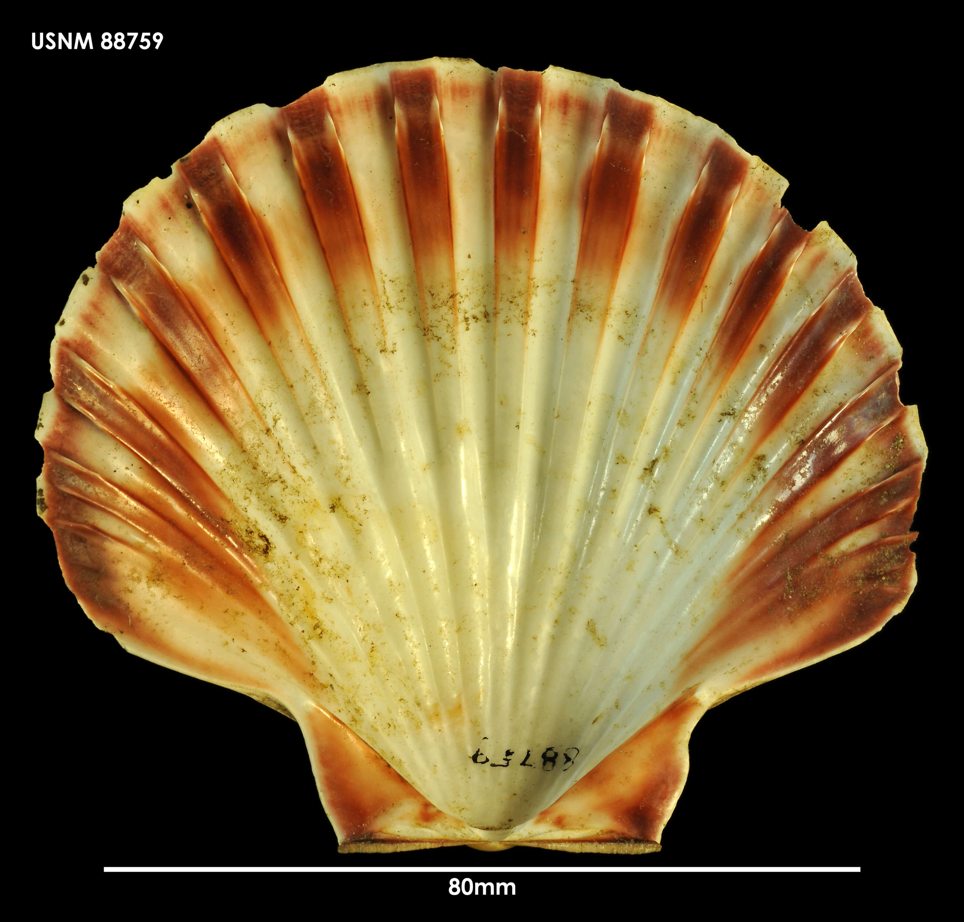 Imagem de Pecten benedictus Lamarck 1819