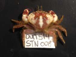 Image de Glebocarcinus oregonensis (Dana 1852)