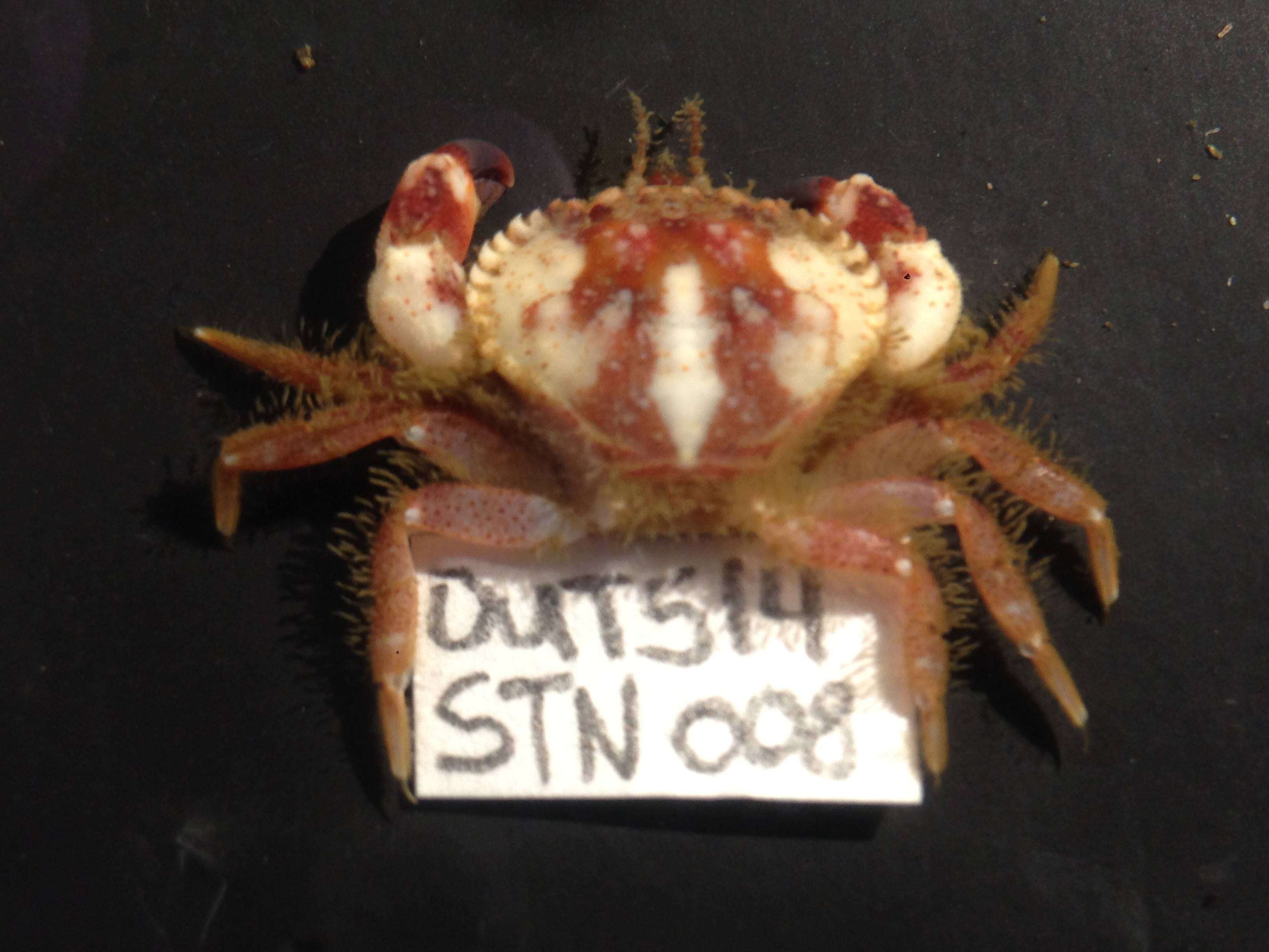 Image de Glebocarcinus oregonensis (Dana 1852)