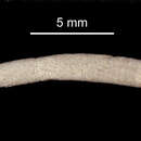 Eusamythella sexdentata (Hartman 1967) resmi