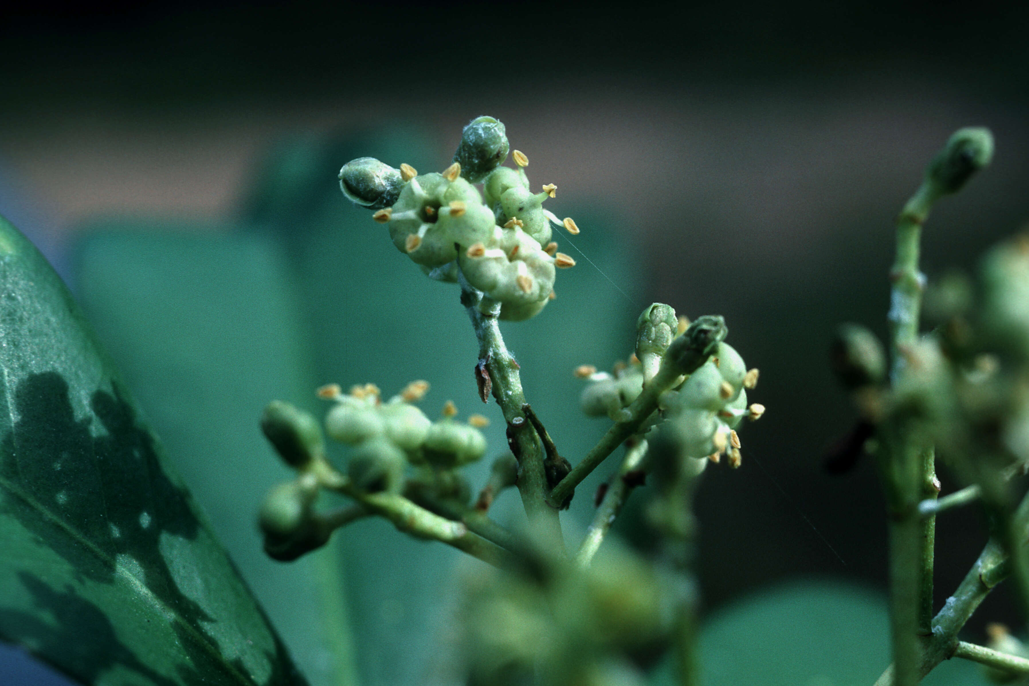 Plancia ëd Ardisia obovata Ham.