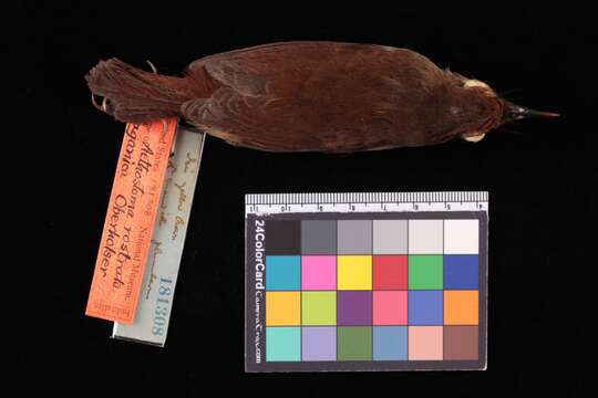 Imagem de <i>Trichastoma <i>rostratum</i></i> rostratum Blyth 1842