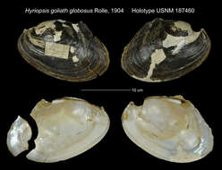 Hyriopsis goliath Rolle的圖片