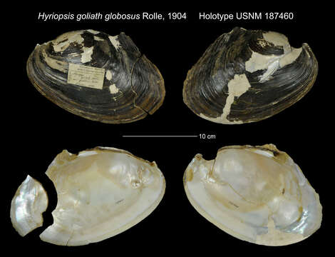 Image of Hyriopsis goliath Rolle