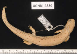 Image of Eastern Mud Salamander