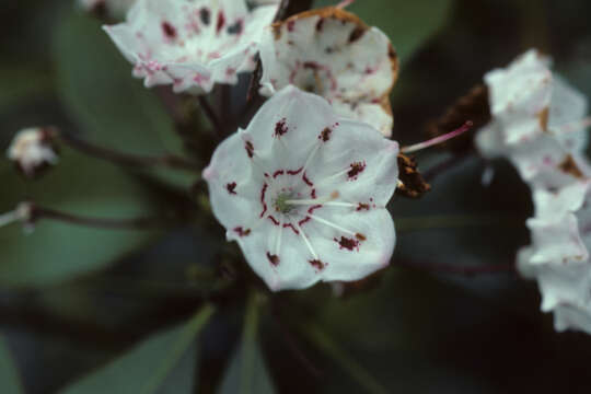 Image of mountain laurel