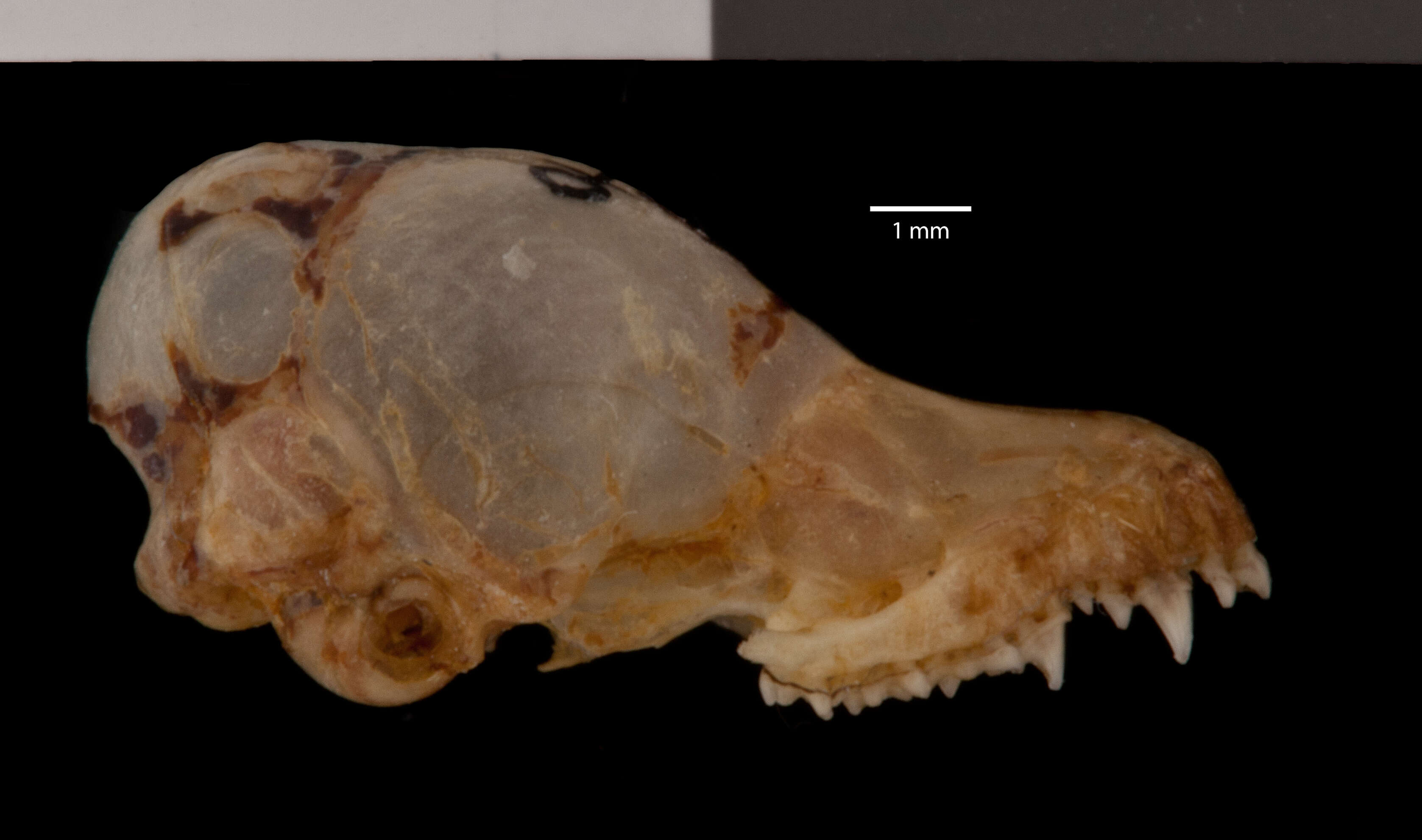 Image of Myotis siligorensis sowerbyi Howell 1926