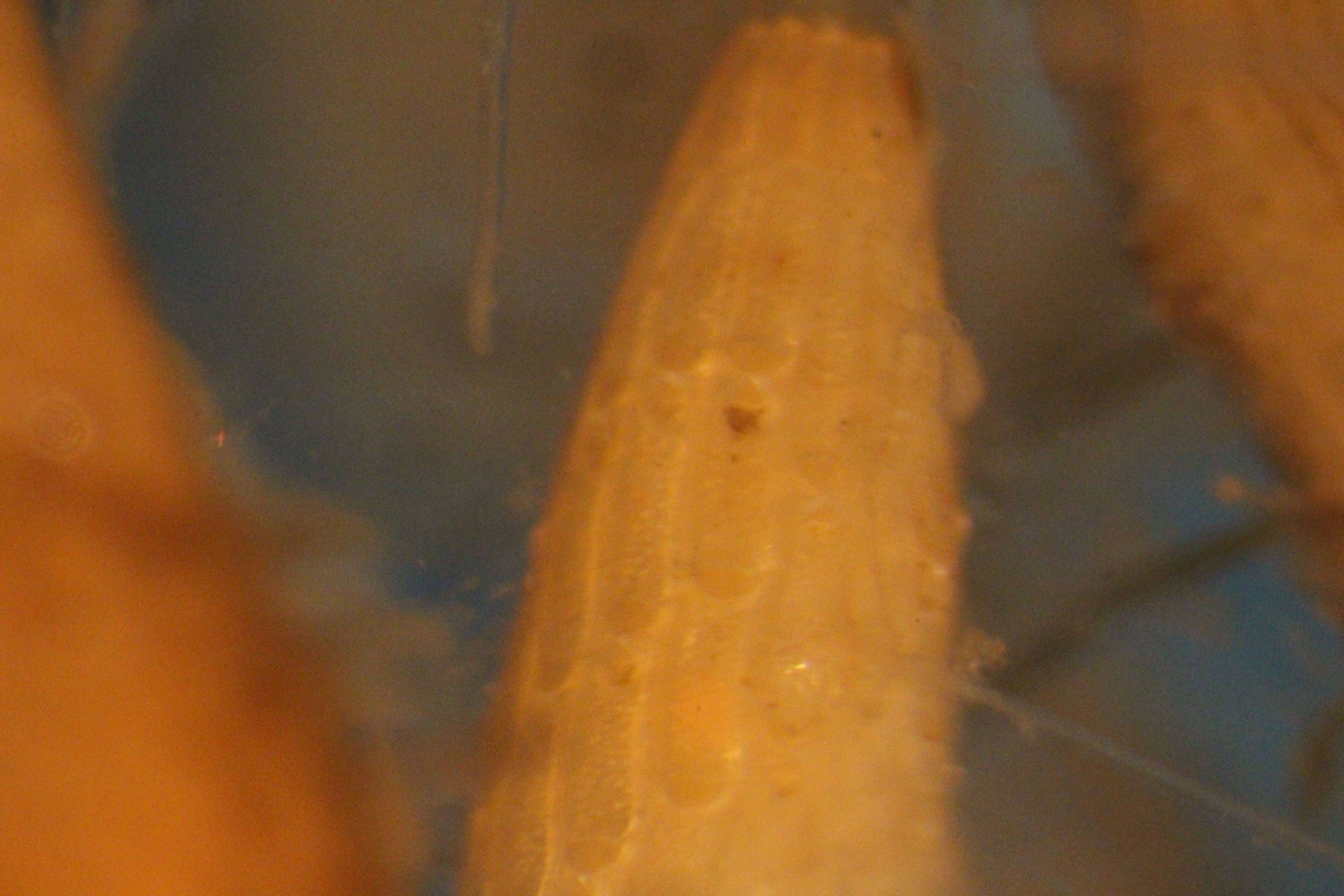 Image of Microporina articulata (Fabricius 1821)