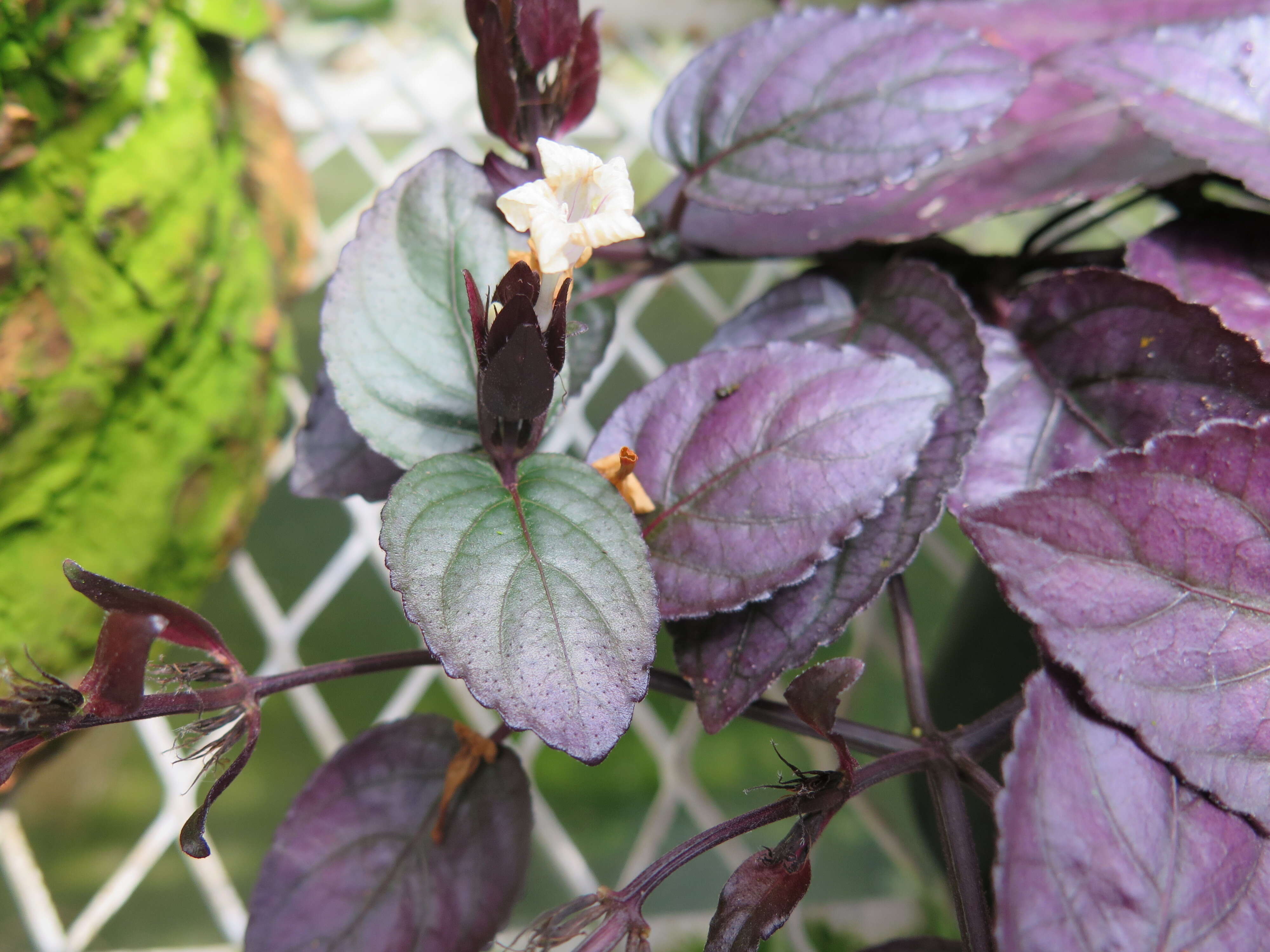 Plancia ëd Strobilanthes alternata (Burm. fil.) Moylan ex J. R. I. Wood