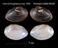 Image of Unio burroughianus Lea