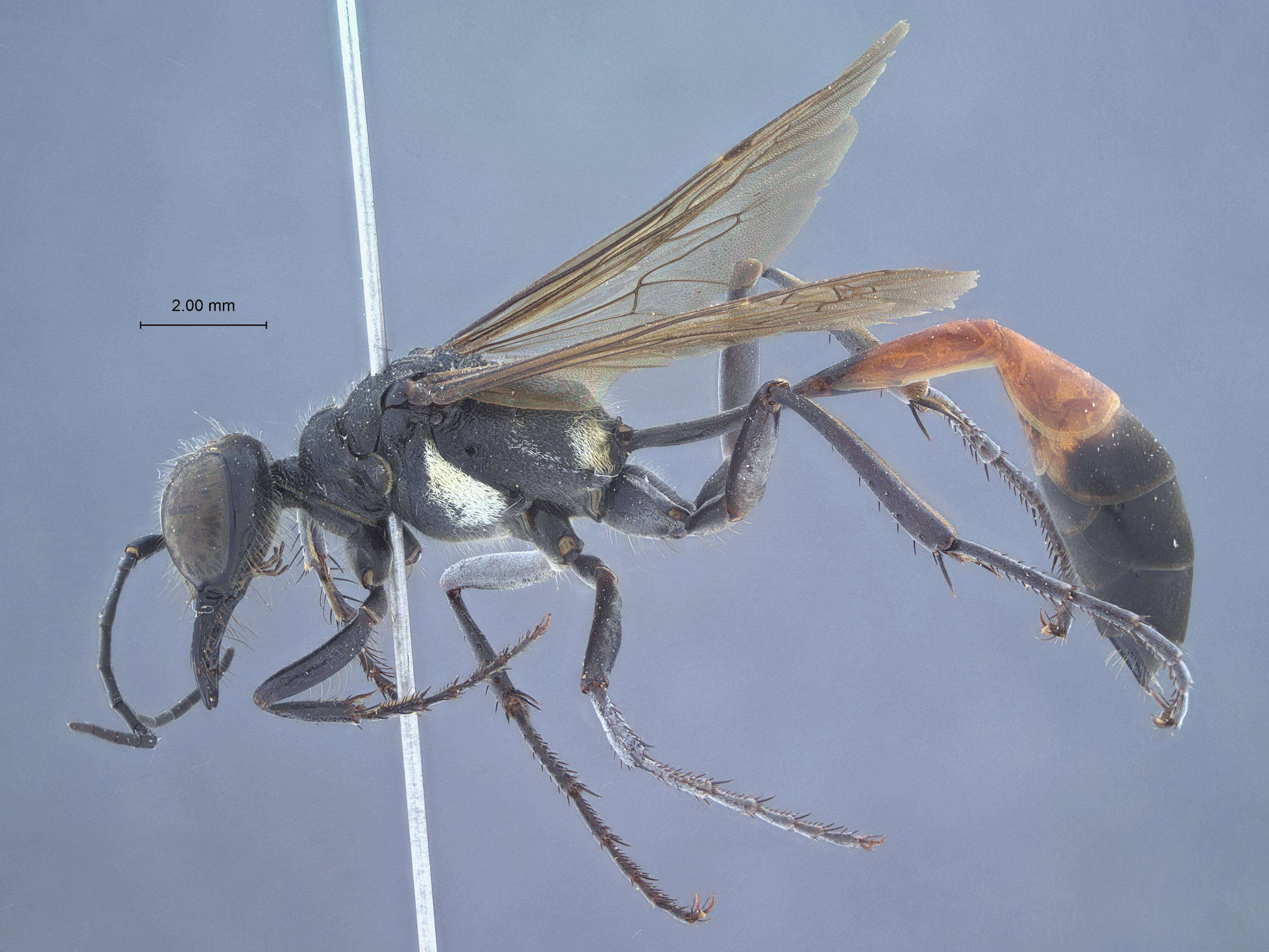 Image of Ammophila sickmanni wusheensis Tsuneki 1967
