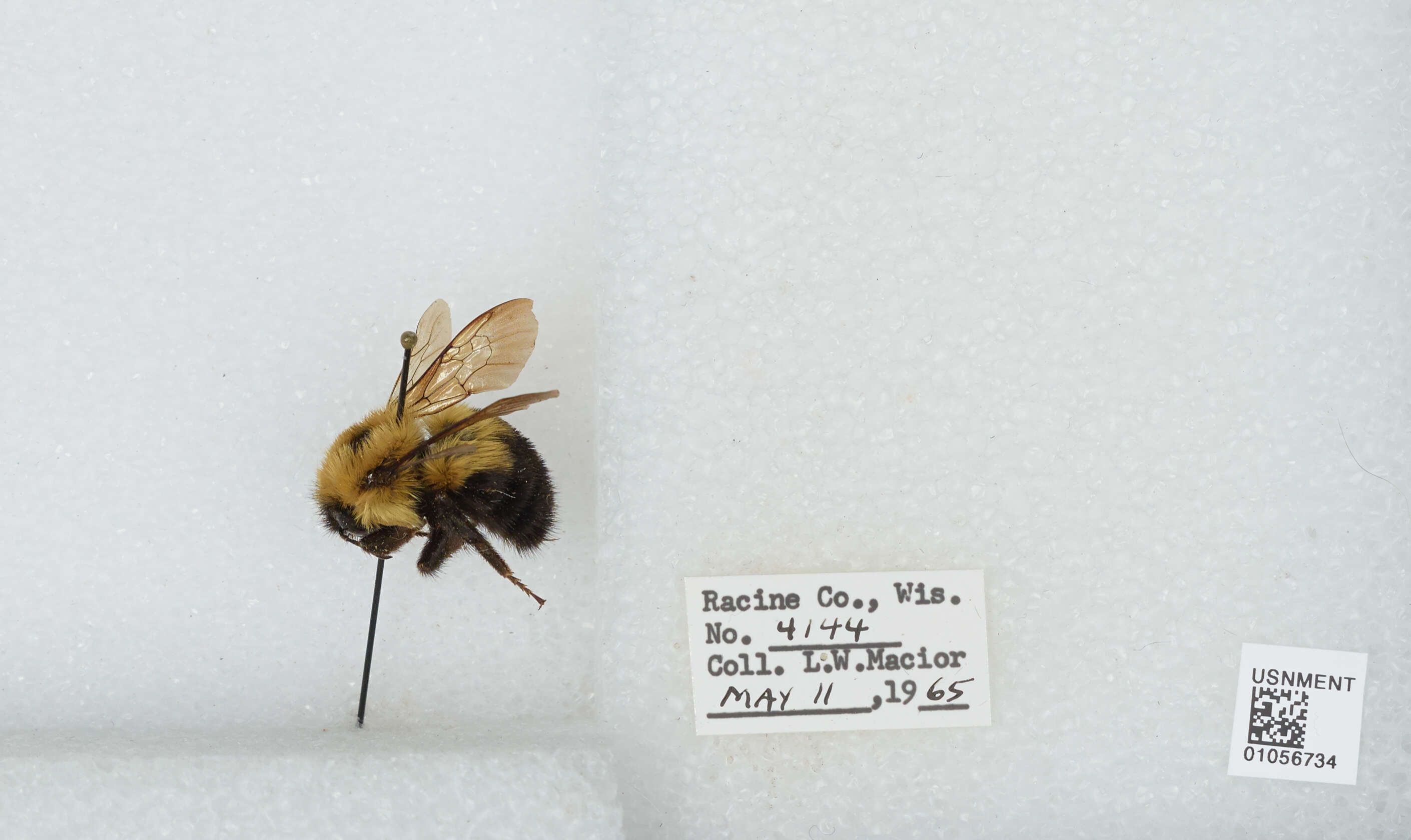 صورة Bombus bimaculatus Cresson 1864