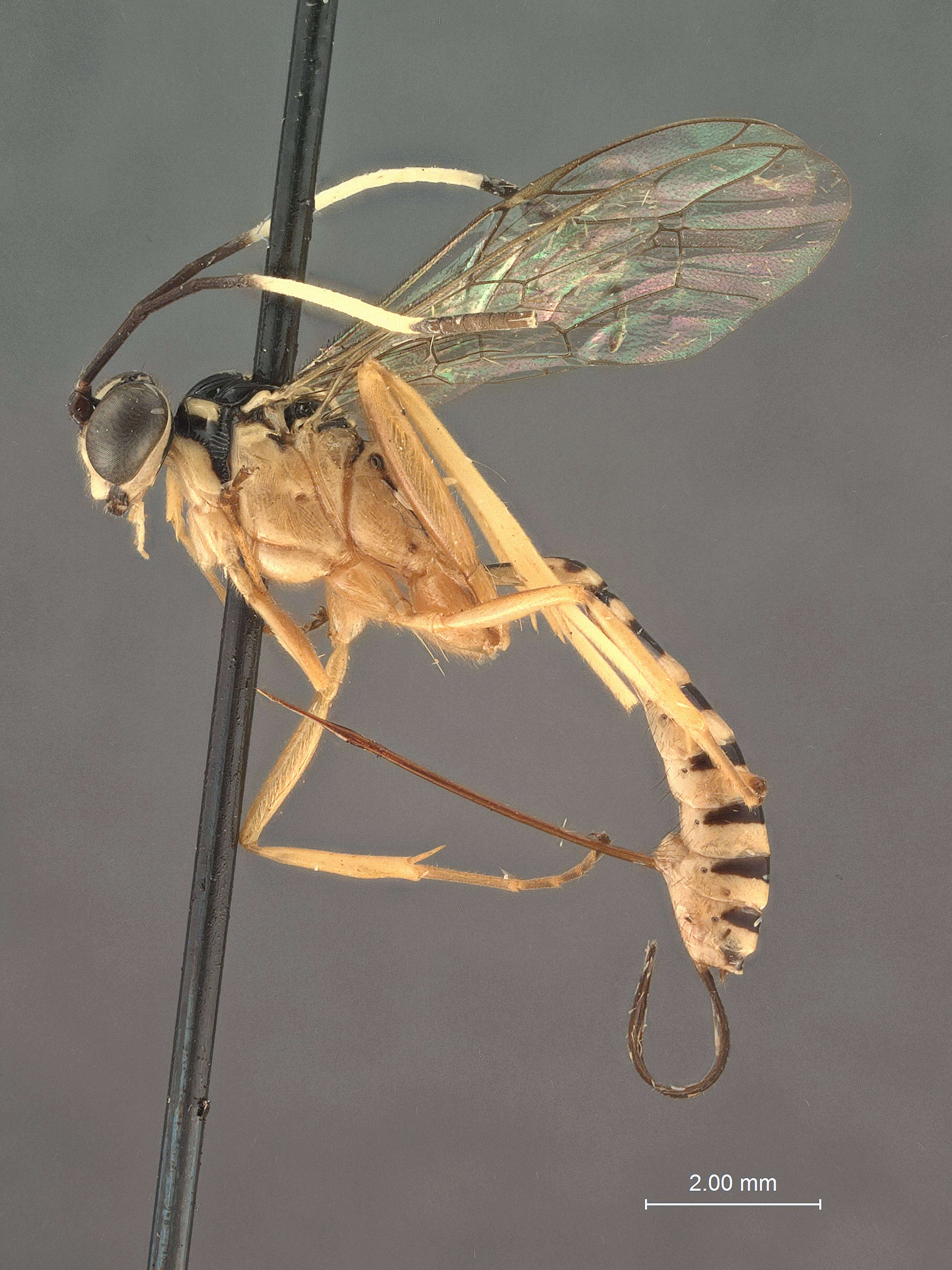 Image of Polycyrtus duplicatus Cushman 1931